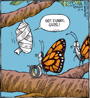 funny-butterfly